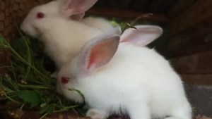 1.2K views | What breeds are these? A. Hyla ng B. Hyla max C. New Zealand white D. California white #rabbit #rabbitbreeds #hyla #newzelandwhite #califonia | Farming Tech& Business | Facebook