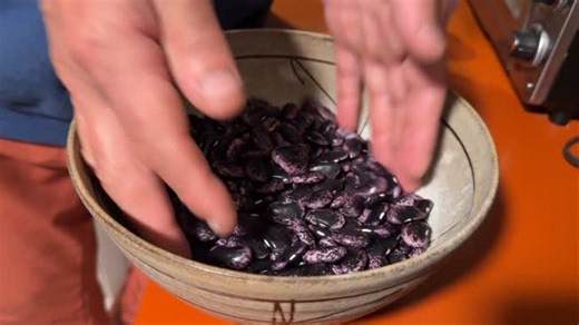 Deb Schwartzkopf on Instagram: "Scarlet Runner beans are harvesting. The first wave are dried. So many more are drying on the vines. 💜"