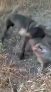 157K views · 1K reactions | #animals #love | Crazy Animal | Facebook