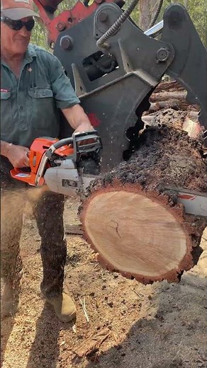 Husqvarna 562XP Cutting Australian Hardwood #chainsaw #nature #husqvarna562xp #outdoors #stihl