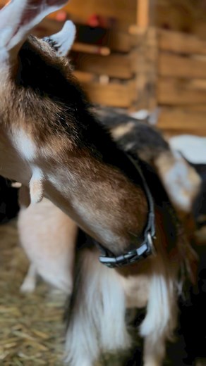 Today we brought home a new baby Nigerian Dwarf goat. I spent some time with his Momma and promised to give him the very best life ever. This boy had already been adopted, but the folks changed their mind and so we went immediately and picked him up. We haven’t decided on a name yet, but we’ll be sure to share his adventures with his new Farmily. This little boy was from a set of triplets and his siblings were already gone or I would have taken them all. #nigeriandwarfgoats #babyfarmanimals #bab