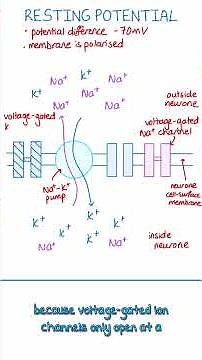 Resting Potential in Neurones | A-Level Biology