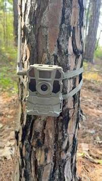 Best Camera for trapping IMO! #hunting #trapping #wildhogs