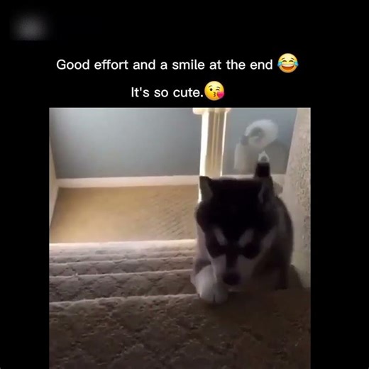 cute puppy fails