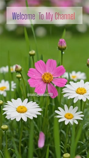 welcome spring season spring 🌱🌼🌱 #nature #viral #shorts #explore #asmr