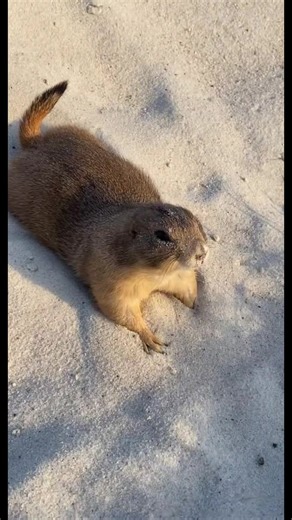 Exploring the Life of Prairie Dogs