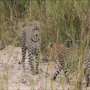 THERE YOU GO - MATING LEOPARDS!! | USA VTZ