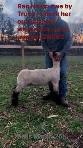 JKE Show Stock Just Kidding Ewe -tiny division of Turnabout II #hampshire #showstock | JKE Show Stock
