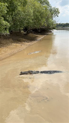 Damian 'Wildman' Duffy | I could watch Crocodiles all day.. quite often I do! 😍🐊 Saltwater Crocodiles Northern Territory Australia | Instagram