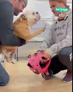 33M views · 189K reactions | This team designs prosthetics to help animals with mobility issues 閭❤️ | Furry Tails | Facebook