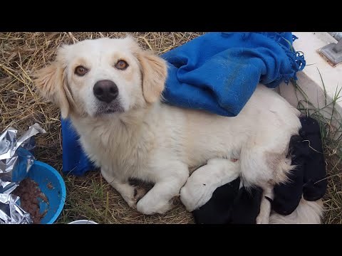 Stray mother dog with her newborn puppies found helpless out in a field.