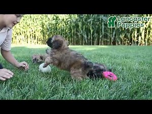Lovable Soft Coated Wheaten Terrier Puppies