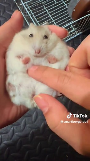 Understanding Hamster Sounds: What Do They Mean?