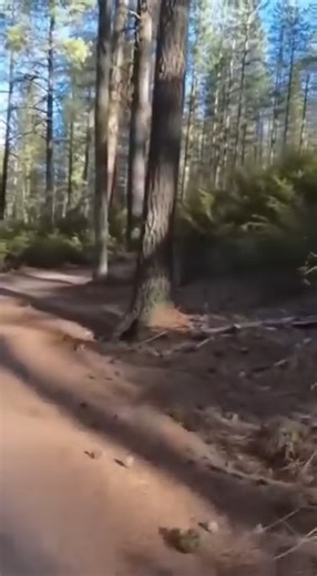 5.7K views · 46 reactions | xperience the most intense, hyper‑real wildlife moments captured as if they happened in front of your eyes. From unexpected bear approaches to wolves appearing in the wild, this compilation brings raw, cinematic tension every second. Hashtags #wildencounters #animalmoments #bearencounter #wolfencounter #naturecloseup #realisticAI #sorastyle #wildlifecompilation #outdooradventure #naturedocumentary | Wild Animal Encounters | Facebook