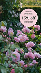 7.2K views | There is something restorative about planting a bare root rose. In the simple act of planting, we find unexpected gifts for our own wellbeing. 1. A moment of stillness 2. Connection with the earth 3. Hope for the future 4. Gentle exercise 5. Anticipation of joy | David Austin Roses | Facebook