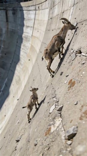 Mountain Goat POV: Climbing a Dam Wall for Salt with Its Kid