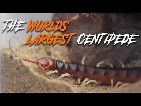 I bought the WORLD'S LARGEST CENTIPEDE! (Scolopendra gigantea)