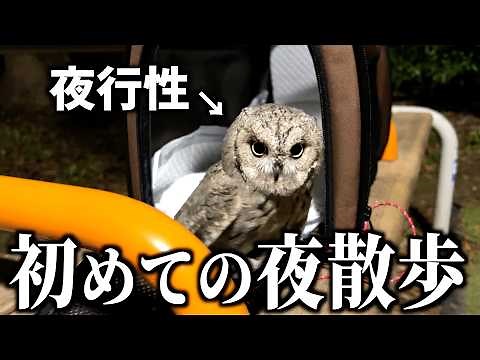 The result of taking a nocturnal owl for a night walk for the first time...