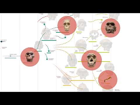 Five Human Ancestors You Should Know About