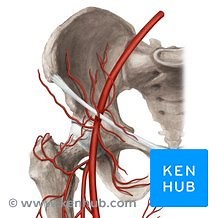 Cruciate anastomosis
