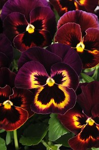 Sangria Spring Matrix Pansy Seeds, Viola Wittrockiana VL1525 - Etsy