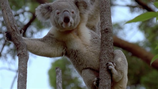 Why koalas are far stranger and more dangerous than people realize