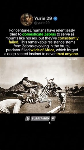 The One Animal Humans Could Never Tame (And Why It’s Terrifying)(2)