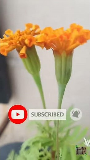 Marigold Plant । झेंडू । Jhendoo । झन्डू । Jhandu । झंडू
