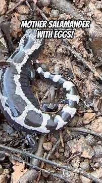 I Found Beautiful Salamanders And Their Babies Inside Eggs! #animals #nature #salamander