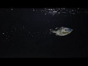 PowerBait Gilly | Watch It Swim