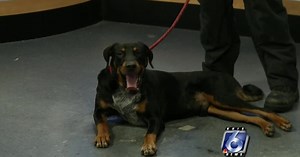 Pet of the Week: Barney