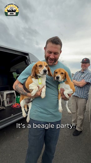 It's a beagle party! NINE beagles saved before they went to testing labs 💛 Thank you deeply to the amazing orgs involved in this massive rescue mission: ARR Basset & Beagle Rescue of the Heartland Seattle Beagle Rescue | The Asher House