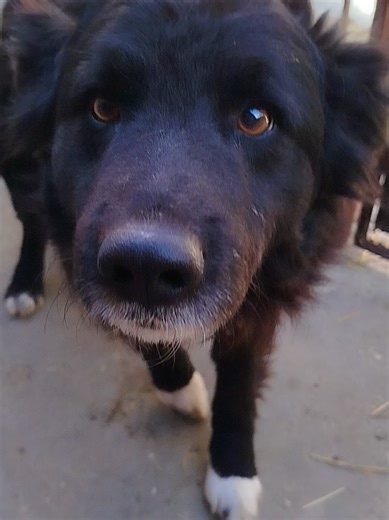 Мио и леп чупко чека удомљење. Веома је захвалан када га помилујете или топло погледате - тада као да прими обећање да се више неће наћи на улици. Пронађен је 16. јануара, у Омољици. Социјализован је са другим псима. Од радости проспе покоју гранулу из чиније, да би показао да уме да се игра. Како је реч о здравом мешанцу, очекује се да ће дуго живети и увесељавати онога ко га буде одабрао. ☎️ 013 352 148 #for_your_page #foryoupage❤️❤️ #for #foryou #for_you