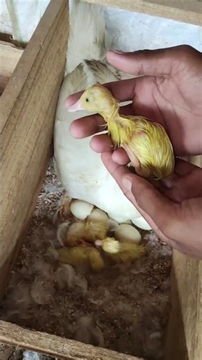 Help the ducklings hatch #duckling #hatch #animals #wow #fyp
