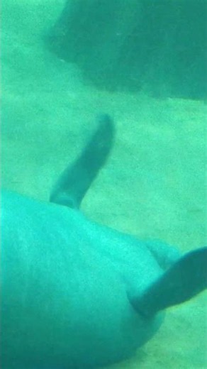Gentle Manatee Up Close | River Wonders Singapore