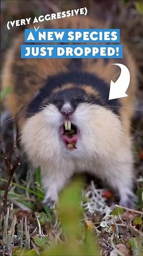 A New Species Just Dropped