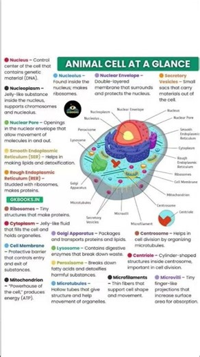 #animal #cell #cellbiology #biology #physiology #basic #vidologyyt #study #education #body #human