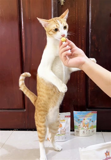 POV: first time eating @PetSense slow-baked Kibbles, kinda nervous 😬 #neanea #នានា #tintin #ទីនទីន #PetSensePartner