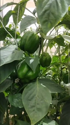 #791 Capsicum | Pepper | Shimla Mirch | Stirfries | California Wonder | Chinese Giant | World Beater