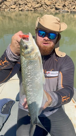 A MATRINXÃ DO RIO PARAÍBA DO SUL, ESSA É A PIABANHA (Brycon insignis)