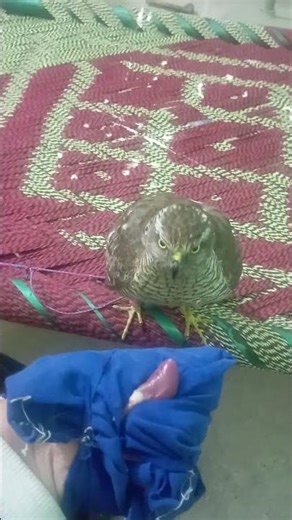 Sparrow Hawk First Call Jumping On Hand