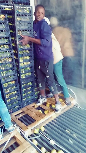 Handling Fresh Lemons: Tips for Packing and Storage