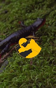 James Kelly on Instagram: "First video from Incline Skateboards promoting JKMRTN#1 designed by James Kelly and Martin Siegrist Website in bio Rider: James Kelly Direct/edit: Chet Bolstridge @chetabomb_ncmb 1st Assistant Camera: Will Damschroeder @captnsteezer_ncmb Special Recognition: NCMB (Northern California Mountain Bombers) @ncmb_tv"