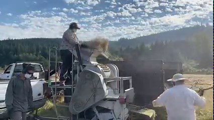 1.3K views · 57 reactions | Lettuce seed crop harvest is in full...