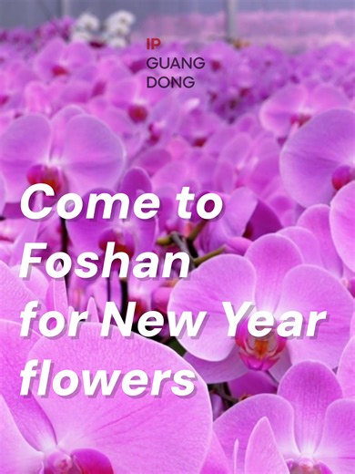How could any festive gathering be complete without beautiful blooms? 🌸 As the Chinese New Year approaches, Shunde in Foshan, Guangdong enters its peak season for New Year flower shopping. At major planting bases, rows of phalaenopsis orchids burst into color, perfectly arranged and ready to impress. With strong logistics and cold-chain delivery, fresh flowers from Shunde are shipped to every corner of the world. 📍 Travel tip: If you're dreaming of taking home a stunning pot of festive flowers