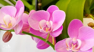 Fleur USA Flowers Delivery