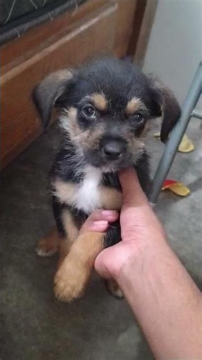 descansa en paz mi amigo