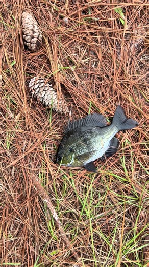 Big Bluegill Fishing: Tips for Success