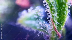 Majestic footage of Drug Cannabis marijuana under microscope trichomes thc cbd. zoom close up biological structure.