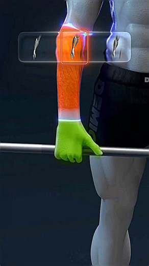 Fitness | Discipline 🧠🫁 on Instagram: "The Best Forearm Workout for Size and Strength✅👈"